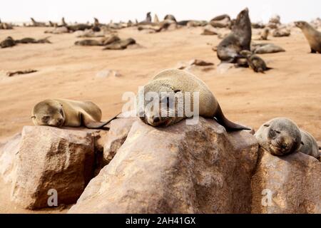 I leoni di mare Colonia sulla spiaggia di Cape Cross, Namibia. Foto Stock