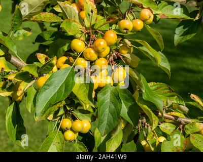 Malus Zumi Golden Hornet crab mele crescono sugli alberi, Barnsdale Gardens, Rutland, England, Regno Unito Foto Stock