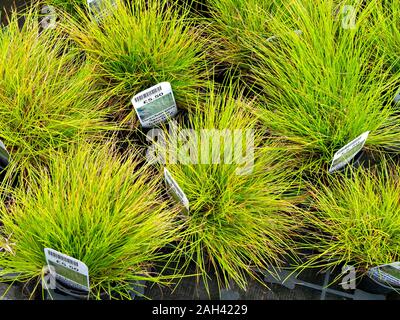 Deschampsia flexuosa 'Tatra Oro' evergreen dei capelli ondulati erba piante che crescono in piccoli vasi con tag / etichette in vendita nel Regno Unito centro giardino. Foto Stock