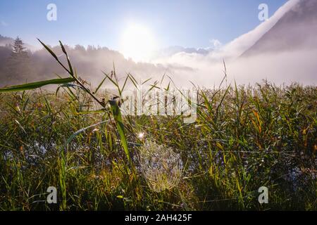 In Germania, in Baviera, Mittenwald, Spider web appeso tra canne crescente nel lago Ferchensee al misty sunrise Foto Stock