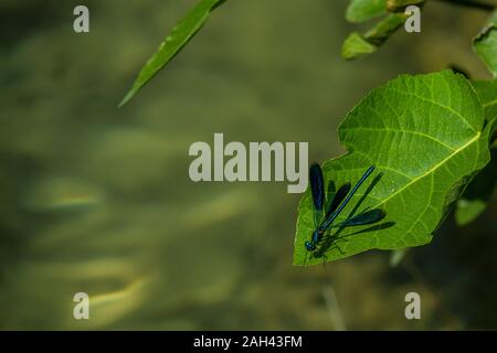 Croazia, blu damselfly appollaiate su foglie Foto Stock