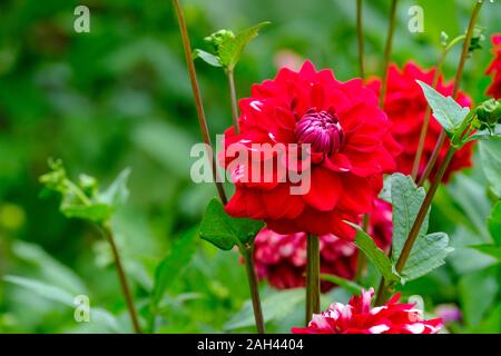 In Germania, in Baviera, Bad Gronenbach, rosso dahlia fiore fiori Foto Stock