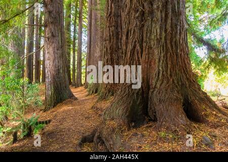 Nuova Zelanda, Oceania, Isola del nord, Rotorua, Hamurana Springs Riserva Naturale, Redwood Forest (Sequoioideae) Foto Stock