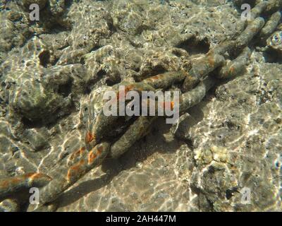 Ferro da stiro, rusty catena di ancoraggio sul fondo del mare rosso. Egitto Foto Stock