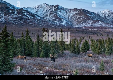 Un toro Alaskan moose con potenziali compagni femmina durante l'autunno rut nel Parco Nazionale di Denali, McKinley Park, Alaska. Foto Stock