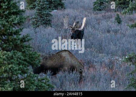 Un toro Alaskan moose si avvicina ad una femmina durante l'autunno rut nel Parco Nazionale di Denali, McKinley Park, Alaska. Foto Stock