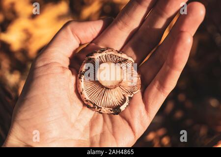 Funghi selvatici sulla donna di Palm Foto Stock