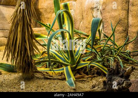 Grande Impianto Sentry con verde e foglie di giallo in un giardino tropicale, popolare piante ornamentali specie Foto Stock