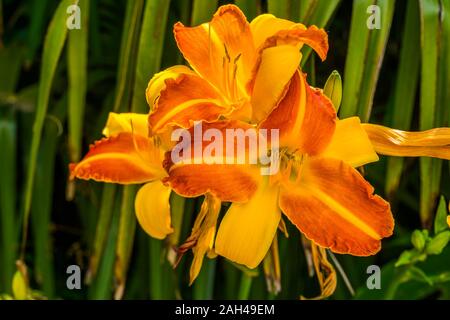 Macro closeup di Hemerocallis Frans Hals, cultivar olandese specie di daylily, popolare e coloratissimi fiori da giardino Foto Stock