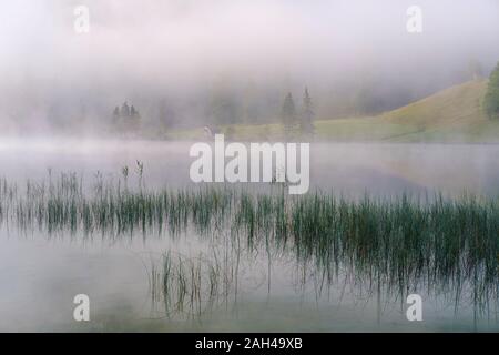 In Germania, in Baviera, Mittenwald, canne crescente sulla riva del lago Ferchensee con nebbia spessa in background Foto Stock