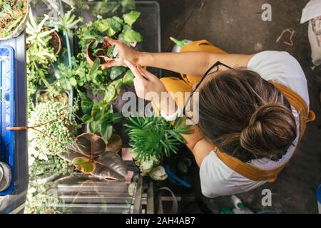 Vista superiore della giovane donna la cura per le piante in un negozio di giardinaggio Foto Stock