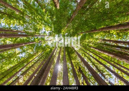 Nuova Zelanda, Oceania, Isola del nord, Rotorua, Hamurana Springs Riserva Naturale a basso angolo di visione del Redwood Forest (Sequoioideae) Foto Stock