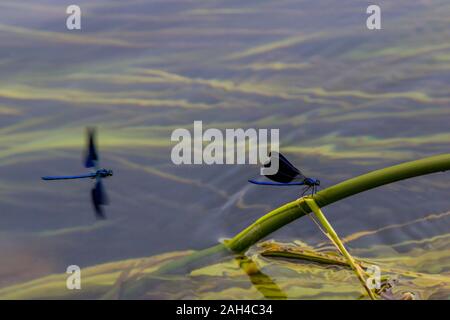 Croazia, blu damselfly appollaiate su impianto grippaggio dello stelo al di fuori dell'acqua Foto Stock
