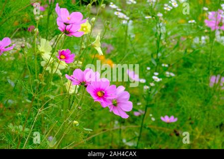 In Germania, in Baviera, Bad Gronenbach, Rosa giardino fiorito cosmo (Cosmos bipinnatus) Fiori Foto Stock