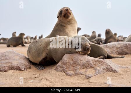 I leoni di mare Colonia sulla spiaggia di Cape Cross, Namibia. Foto Stock