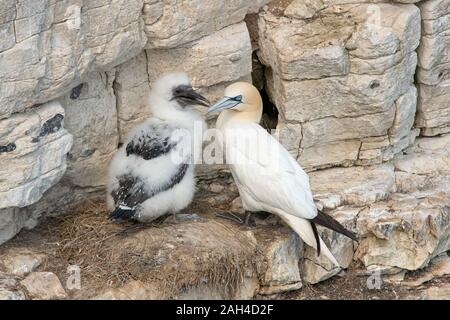 Northern Gannet (Morus bassanus) con ceci su chalk scogliere di Bempton Foto Stock