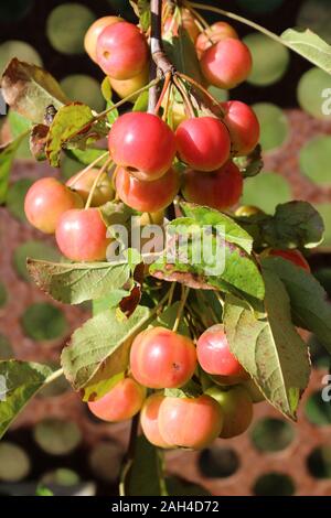 Red Crabapples crescente. malus x robusta sentinella rossa Foto Stock