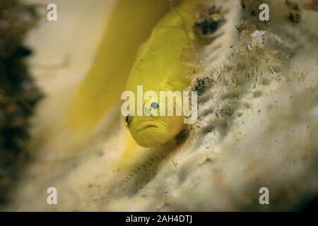 Limone ghiozzi (Lubricogobius exiguus). Subacqueo fotografia macro da Anilao, Filippine Foto Stock