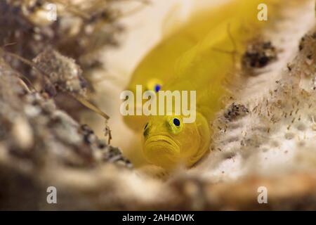 Limone ghiozzi (Lubricogobius exiguus). Subacqueo fotografia macro da Anilao, Filippine Foto Stock