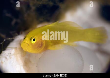 Limone ghiozzi (Lubricogobius exiguus). Subacqueo fotografia macro da Anilao, Filippine Foto Stock