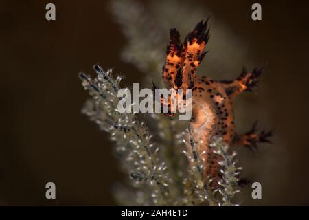 Nudibranch Dendronotus regius. Subacqueo fotografia macro da Anilao, Filippine Foto Stock