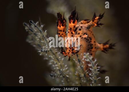 Nudibranch Dendronotus regius. Subacqueo fotografia macro da Anilao, Filippine Foto Stock