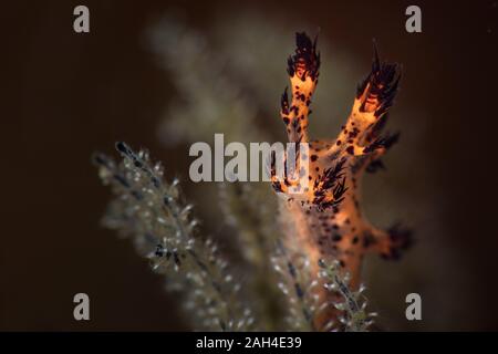 Nudibranch Dendronotus regius. Subacqueo fotografia macro da Anilao, Filippine Foto Stock