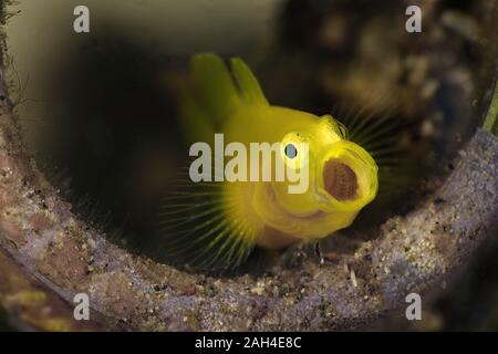 Limone ghiozzi (Lubricogobius exiguus). Subacqueo fotografia macro da Anilao, Filippine Foto Stock