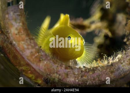 Limone ghiozzi (Lubricogobius exiguus). Subacqueo fotografia macro da Anilao, Filippine Foto Stock