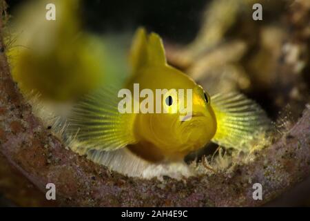 Limone ghiozzi (Lubricogobius exiguus). Subacqueo fotografia macro da Anilao, Filippine Foto Stock