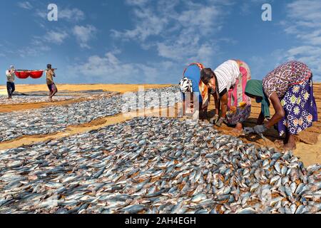 Le donne di pesce di asciugatura sulla spiaggia, Negombo, Sri Lanka Foto Stock