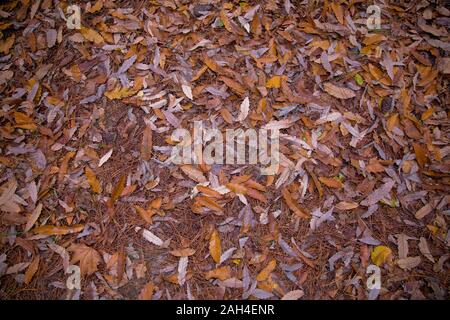 Foglie di giallo sul pavimento . Sfondo colorato di foglie di autunno sul suolo della foresta . Abstract Foglie di autunno in autunno adatto come sfondo . L autunno Foto Stock