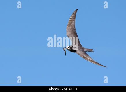 Black Tern (Chlidonias niger) volare nel cielo blu con piccole catture di pesce nel becco per giovani nidiacei Foto Stock