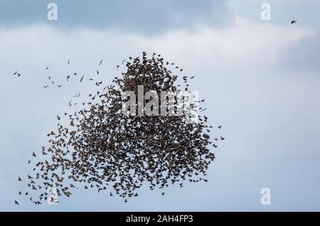 Gli uccelli rapaci sparviero in picchiata attacco su grandi e dense Gregge di storni in aria Foto Stock