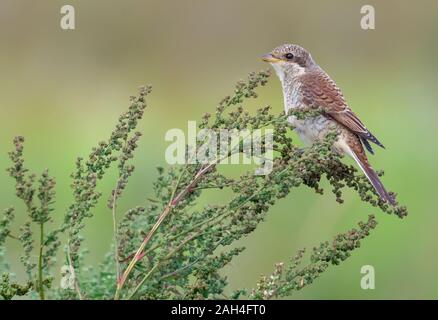 Giovani Red-backed shrike in posa sulla pianta flowering spikes in estate Foto Stock