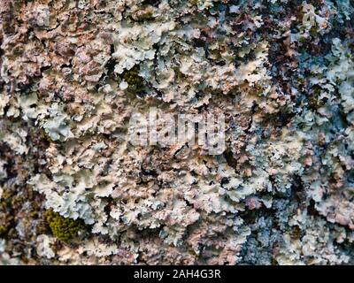 Lichene naturale crescente sul tronco di un albero di acero - forse un potenziale background / immagine di tessitura. Foto Stock
