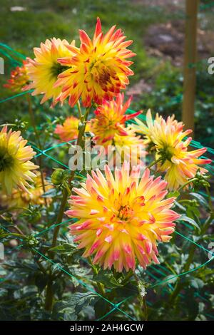 Dahlia Aloha Bridgeview Madelines fioritura in settembre nel Regno Unito che mostra il metodo di supporto di dalie con spago verde Foto Stock