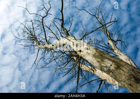 Alto albero morto e nuvole sul cielo blu, vista dal basso Foto Stock