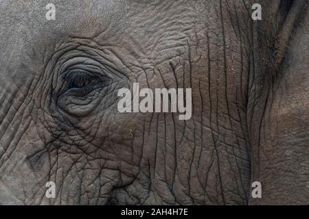 Ritratto di un elefante con gli occhi e il viso in Sud Africa Foto Stock