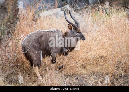 Cornuto maschio Nyala camminare attraverso l'erba in Sud Africa Foto Stock