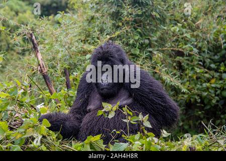 Gorilla di Montagna nel Parco Nazionale dei Vulcani, Ruanda Foto Stock