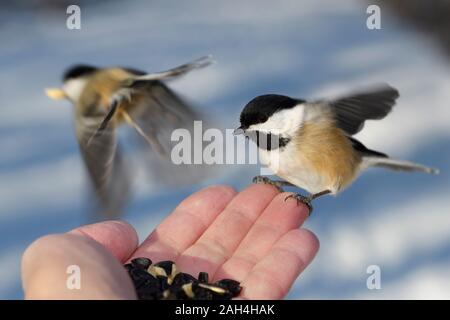 Flying nero Chickadees tappato con piume di colore arancione a portata di mano di uomo con i semi di girasole e le arachidi in un nevoso foresta di Toronto in inverno Foto Stock