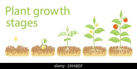 La crescita di pianta fasi infographics. Line art icone. Impianto modello di istruzione. Lo stile lineare illustrazione isolato su bianco. La piantagione di frutta processo. Illustrazione Vettoriale