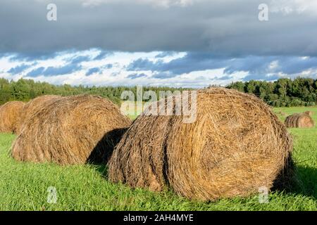 Haystacks su un luminoso verde campo rasata contro uno sfondo di foresta e di Sky con belle thunderclouds. Bellissimo paesaggio rurale prima di un thunde Foto Stock