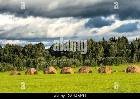 Haystacks su un luminoso verde campo rasata contro uno sfondo di foresta e di Sky con belle thunderclouds. Bellissimo paesaggio rurale. Campo rurale sc Foto Stock