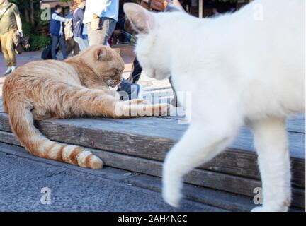 Giallo e Bianco gatti sono la riproduzione. Persone in seduta la sfocatura dello sfondo. Foto Stock