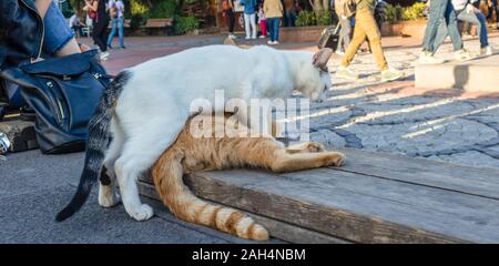 Giallo e Bianco gatti sono la riproduzione. Persone in seduta la sfocatura dello sfondo. Foto Stock