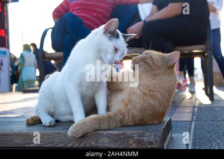 Giallo e Bianco gatti sono la riproduzione. Persone in seduta la sfocatura dello sfondo. Foto Stock