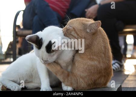 Giallo e Bianco gatti sono la riproduzione. Persone in seduta la sfocatura dello sfondo. Foto Stock