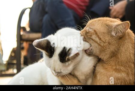 Giallo e Bianco gatti sono la riproduzione. Persone in seduta la sfocatura dello sfondo. Foto Stock